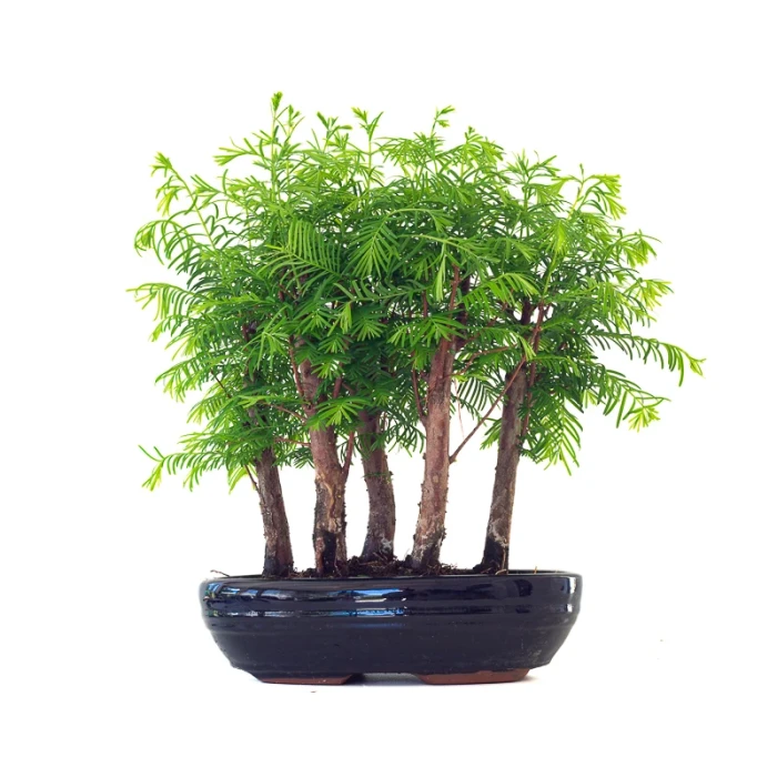 Acheter Bonsai en ligne Forêt de Séquoia (Metasequoia) 35 cm Sankaly Bonsai