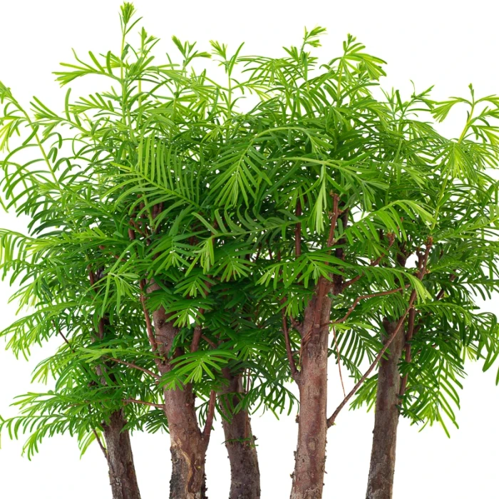 Site vente Bonsai en ligne Forêt de Séquoia (Metasequoia) 35 cm Sankaly Bonsai