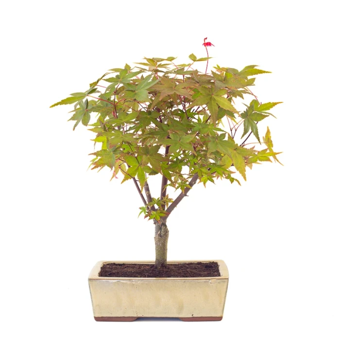 Vente de Bonsai en ligne Acer Palmatum Deshojo 40 cm APD260501MIT Sankaly Bonsai