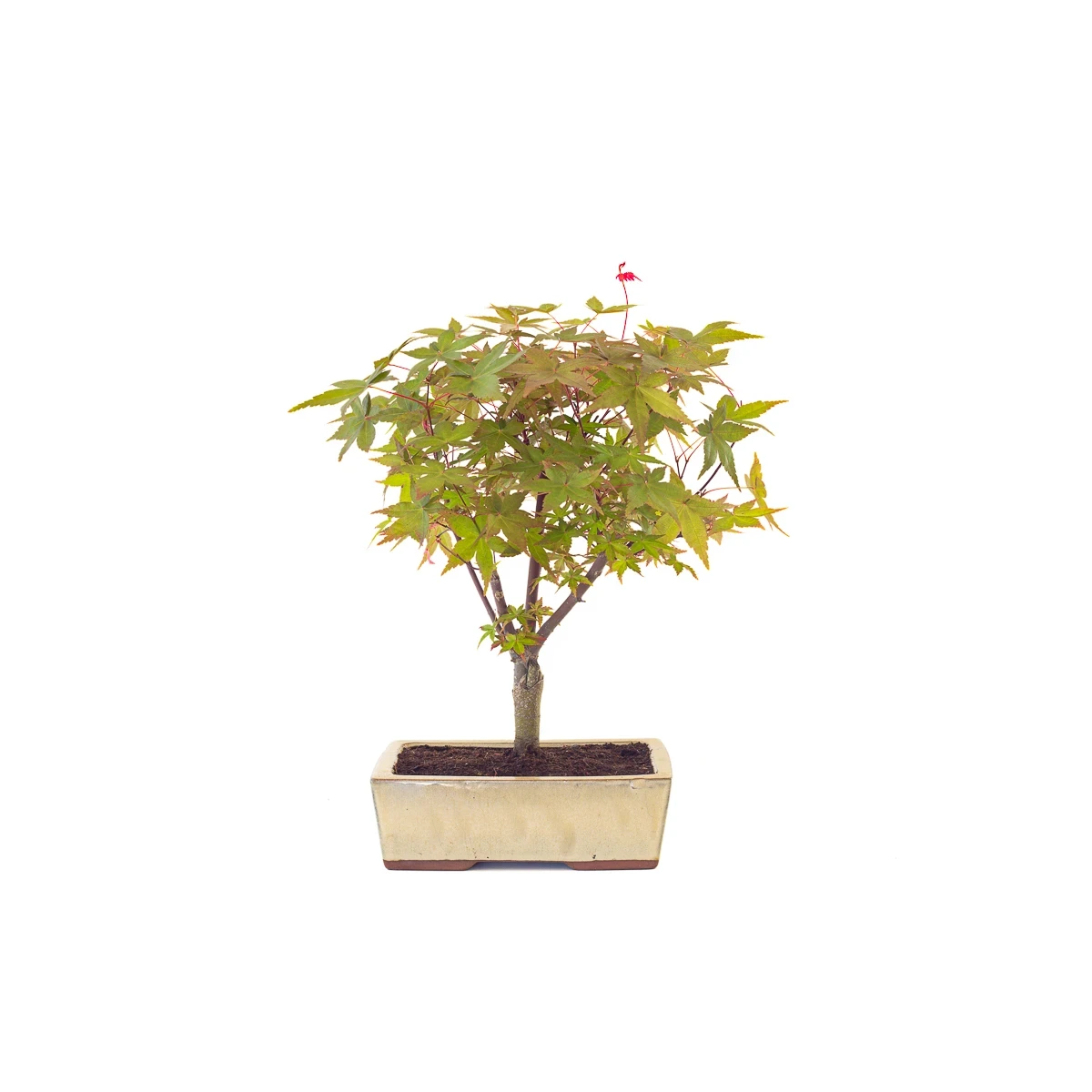 Vente de Bonsai en ligne Acer Palmatum Deshojo 40 cm APD260501MIT Sankaly Bonsai