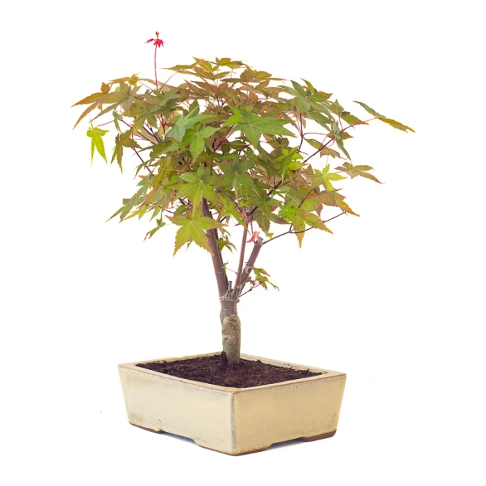 Achat Bonsai en ligne Acer Palmatum Deshojo 40 cm APD260501MIT Sankaly Bonsai