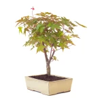 Achat Bonsai en ligne Acer Palmatum Deshojo 40 cm APD260501MIT Sankaly Bonsai