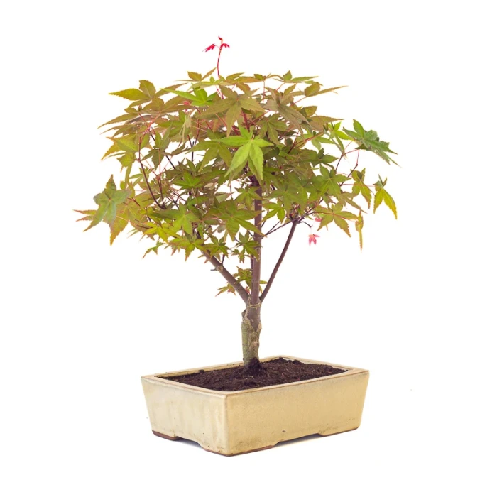 Acheter Bonsai en ligne Acer Palmatum Deshojo 40 cm APD260501MIT Sankaly Bonsai