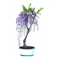 Glycine 15 ans – Wisteria floribunda 50 cm | Bonsaï Japon | Sankaly Bonsai