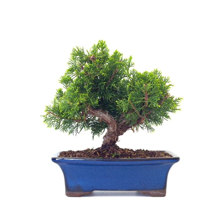 Vente en ligne Bonsai Juniperus Chinensis Itoigawa Shohin 25 cm Sankaly Bonsai