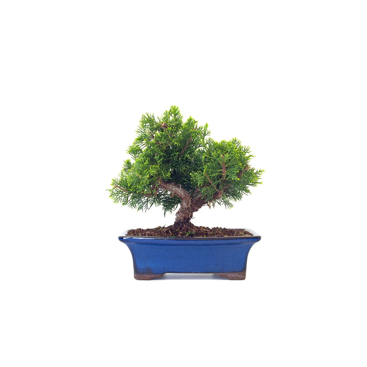 Vente en ligne Bonsai Juniperus Chinensis Itoigawa Shohin 25 cm Sankaly Bonsai