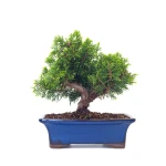 Vente en ligne Bonsai Juniperus Chinensis Itoigawa Shohin 25 cm Sankaly Bonsai