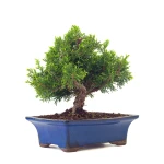 Achat en ligne Bonsai Juniperus Chinensis Itoigawa Shohin 25 cm Sankaly Bonsai
