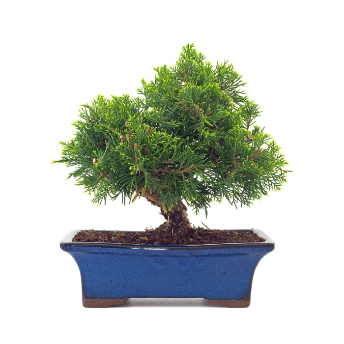 Acheter en ligne Bonsai Juniperus Chinensis Itoigawa Shohin 25 cm Sankaly Bonsai