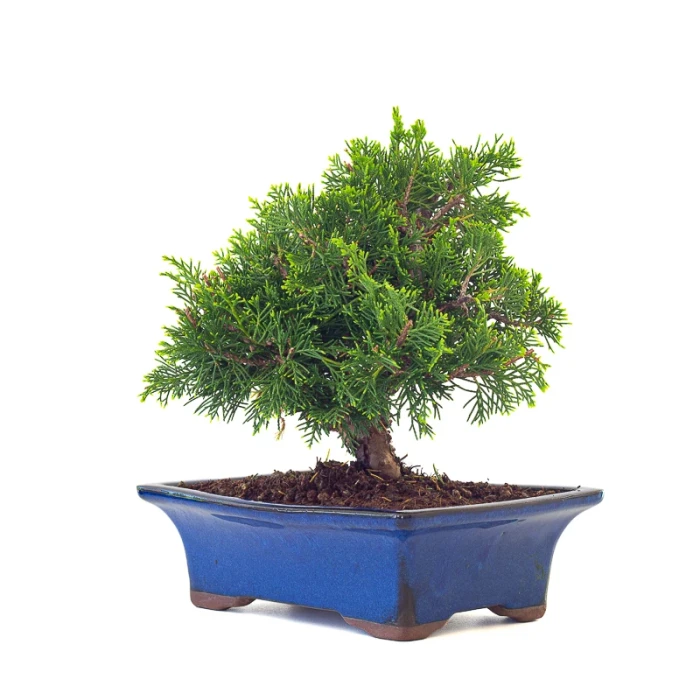 Vente en ligne Bonsai pas cher Juniperus Chinensis Itoigawa Shohin 25 cm Sankaly Bonsai