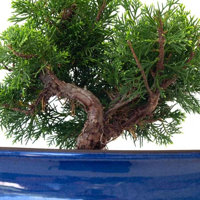 Acheter en ligne Bonsai pas cher Juniperus Chinensis Itoigawa Shohin 25 cm Sankaly Bonsai