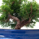 Acheter en ligne Bonsai pas cher Juniperus Chinensis Itoigawa Shohin 25 cm Sankaly Bonsai