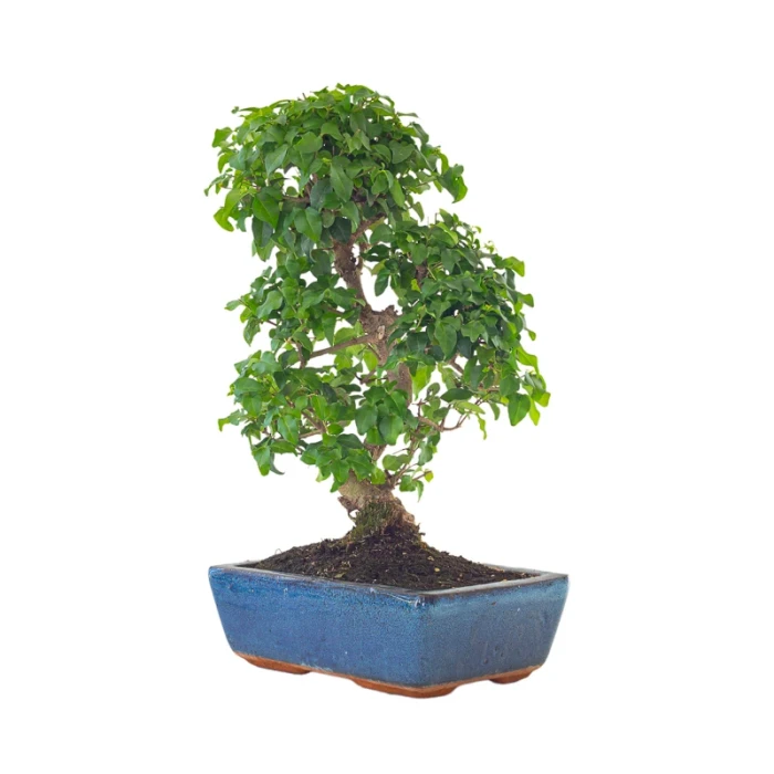Acheter en ligne Bonsai Ligustrum Chinensis 45 cm Sankaly Bonsai