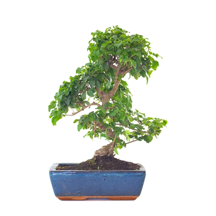Achat en ligne Bonsai Ligustrum Chinensis 45 cm Sankaly Bonsai