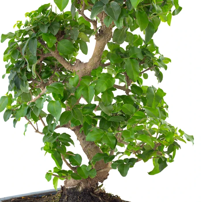 Vente en ligne Bonsai pas cher Ligustrum Chinensis 45 cm Sankaly Bonsai
