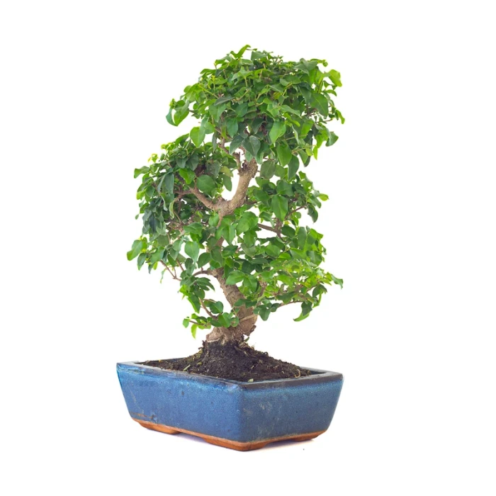 Achat Bonsai pas cher Ligustrum Chinensis 45 cm Sankaly Bonsai