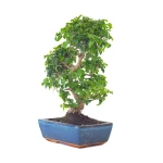 Achat Bonsai pas cher Ligustrum Chinensis 45 cm Sankaly Bonsai