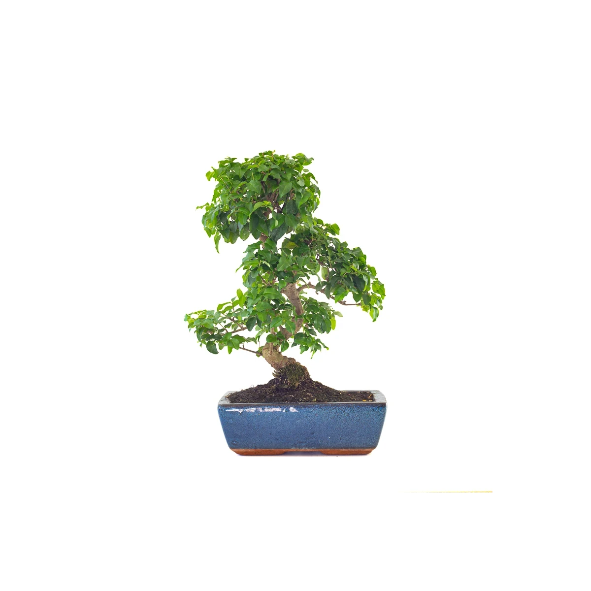 Vente en ligne Bonsai Ligustrum Chinensis 45 cm Sankaly Bonsai