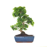 Vente en ligne Bonsai Ligustrum Chinensis 45 cm Sankaly Bonsai