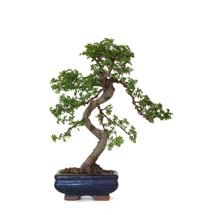 Acheter Bonsai en ligne Orme de Chine Zelkova Parvifolia 36 cm ORM260501MIT Sankaly Bonsai