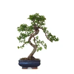 Acheter Bonsai en ligne Orme de Chine Zelkova Parvifolia 36 cm ORM260501MIT Sankaly Bonsai
