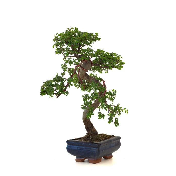 Achat Bonsai en ligne Orme de Chine Zelkova Parvifolia 36 cm ORM260501MIT Sankaly Bonsai