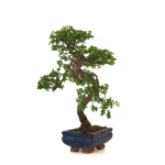 Achat Bonsai en ligne Orme de Chine Zelkova Parvifolia 36 cm ORM260501MIT Sankaly Bonsai