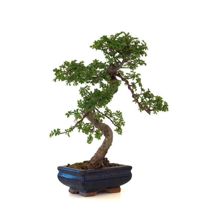 Vente de Bonsai pas cher Orme de Chine Zelkova Parvifolia 36 cm ORM260501MIT Sankaly Bonsai