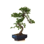 Vente de Bonsai pas cher Orme de Chine Zelkova Parvifolia 36 cm ORM260501MIT Sankaly Bonsai