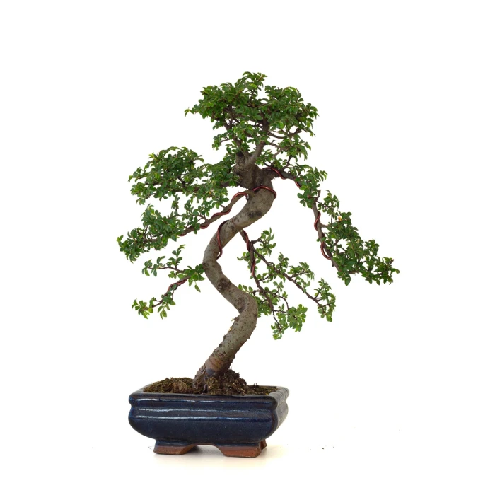 Vente de Bonsai en ligne Orme de Chine Zelkova Parvifolia 36 cm ORM260501MIT Sankaly Bonsai