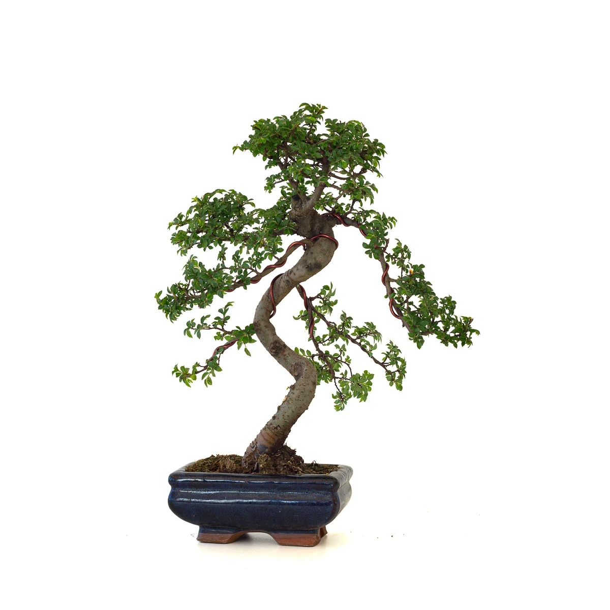 Vente de Bonsai en ligne Orme de Chine Zelkova Parvifolia 36 cm ORM260501MIT Sankaly Bonsai