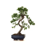 Vente de Bonsai en ligne Orme de Chine Zelkova Parvifolia 36 cm ORM260501MIT Sankaly Bonsai