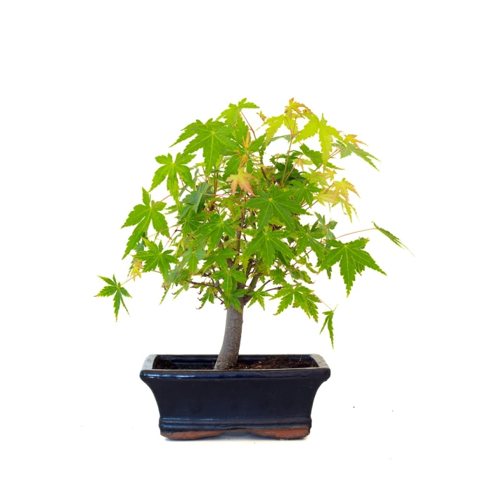Achat Bonsai en ligne Acer Palmatum Ueno Yama Shohin 26 cm APY260501MIT Sankaly Bonsai