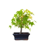 Achat Bonsai en ligne Acer Palmatum Ueno Yama Shohin 26 cm APY260501MIT Sankaly Bonsai