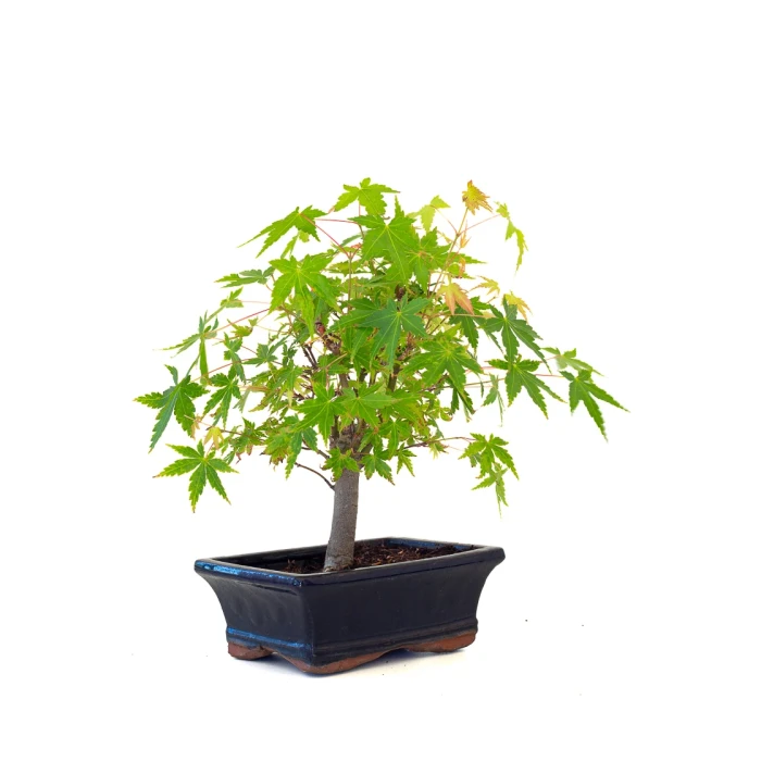 Vente de Bonsai en ligne Acer Palmatum Ueno Yama Shohin 26 cm APY260501MIT Sankaly Bonsai