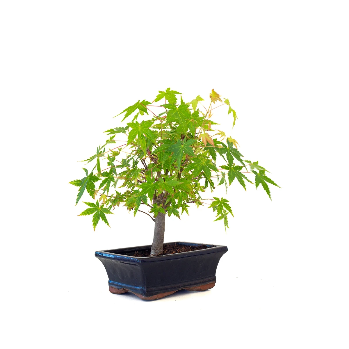 Vente de Bonsai en ligne Acer Palmatum Ueno Yama Shohin 26 cm APY260501MIT Sankaly Bonsai