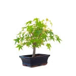 Vente de Bonsai en ligne Acer Palmatum Ueno Yama Shohin 26 cm APY260501MIT Sankaly Bonsai