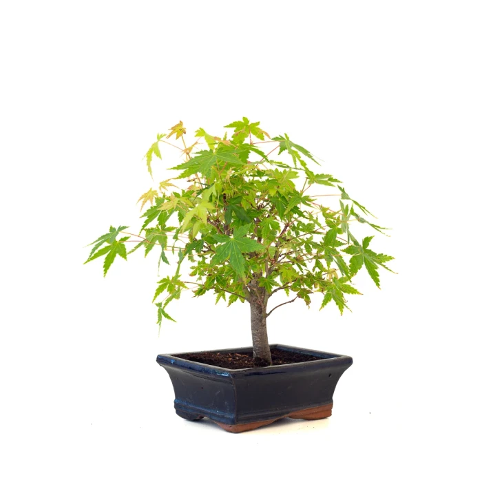 Acheter Bonsai en ligne Acer Palmatum Ueno Yama Shohin 26 cm APY260501MIT Sankaly Bonsai