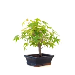 Acheter Bonsai en ligne Acer Palmatum Ueno Yama Shohin 26 cm APY260501MIT Sankaly Bonsai