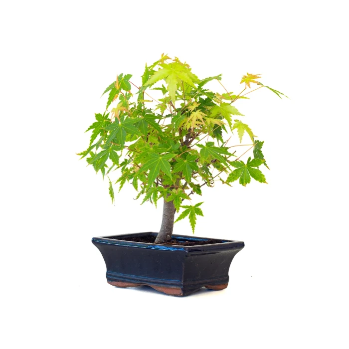 Vente de Bonsai pas cher Acer Palmatum Ueno Yama Shohin 26 cm APY260501MIT Sankaly Bonsai