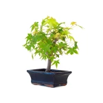 Vente de Bonsai pas cher Acer Palmatum Ueno Yama Shohin 26 cm APY260501MIT Sankaly Bonsai