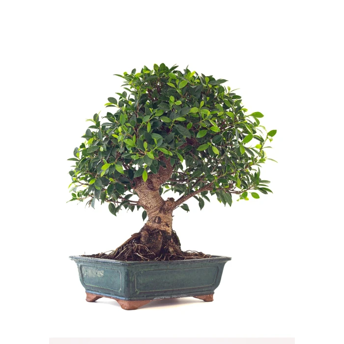 Achat en ligne de Bonsai Ficus Retusa 67 cm Sankaly Bonsai