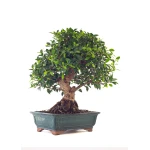 Achat en ligne de Bonsai Ficus Retusa 67 cm Sankaly Bonsai