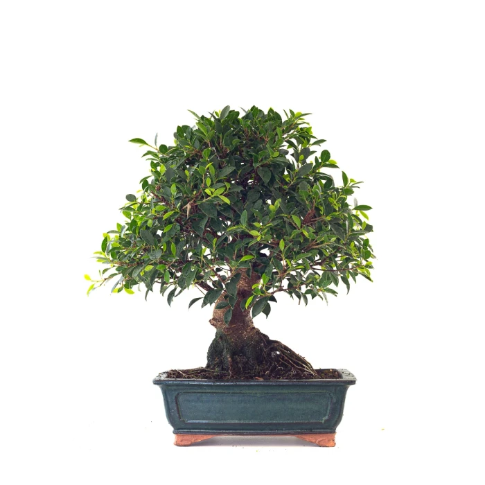Acheter en ligne de Bonsai Ficus Retusa 67 cm Sankaly Bonsai