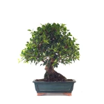 Acheter en ligne de Bonsai Ficus Retusa 67 cm Sankaly Bonsai