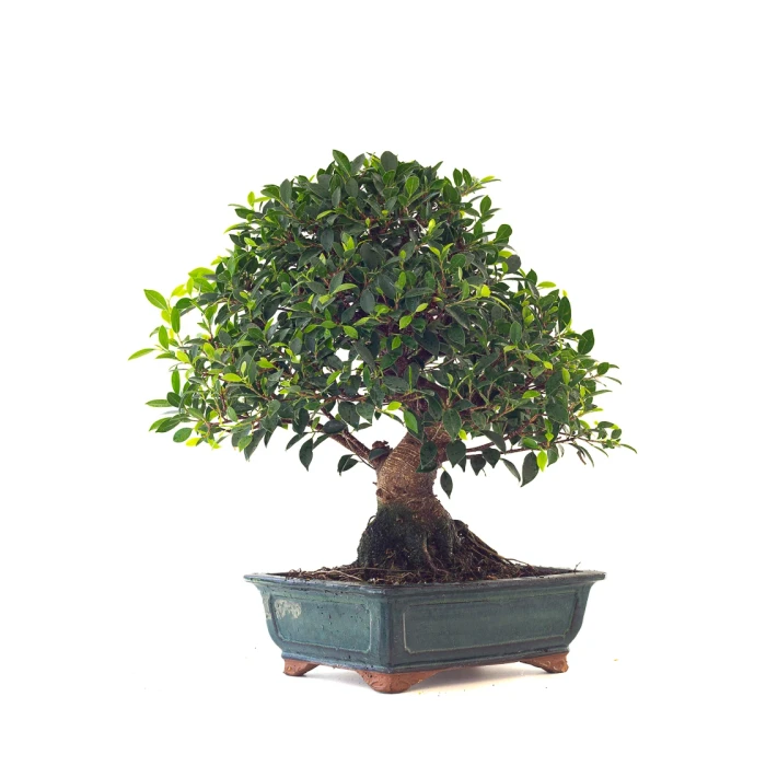 Vente en ligne de Bonsai collection Ficus Retusa 67 cm Sankaly Bonsai