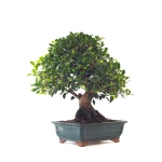 Vente en ligne de Bonsai collection Ficus Retusa 67 cm Sankaly Bonsai