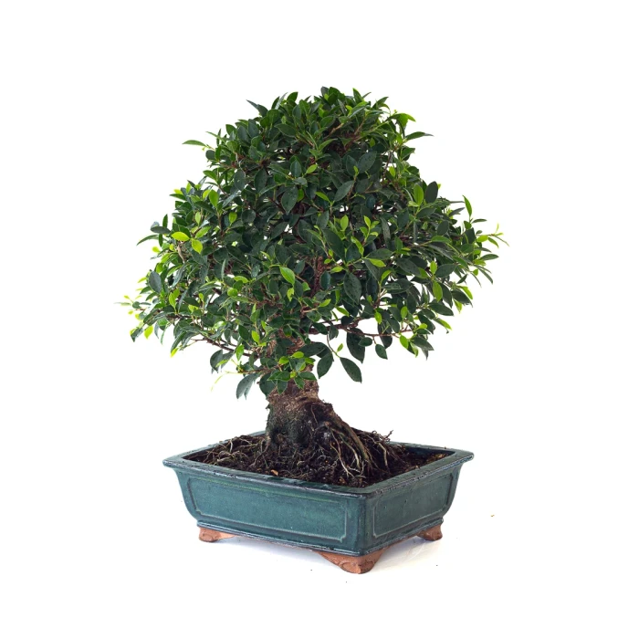 Achat en ligne de Bonsai collection Ficus Retusa 67 cm Sankaly Bonsai