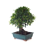 Achat en ligne de Bonsai collection Ficus Retusa 67 cm Sankaly Bonsai