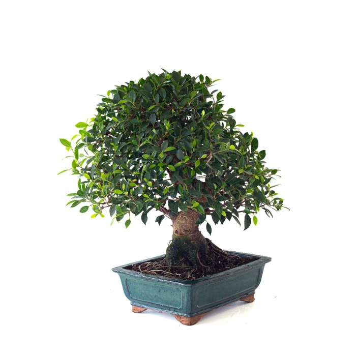 Acheter en ligne de Bonsai de collection Ficus Retusa 67 cm Sankaly Bonsai